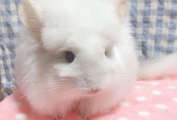 shop fuuの画像3