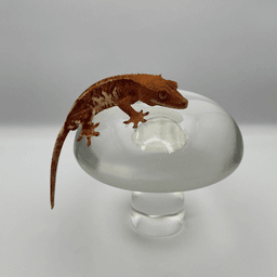 G.O.LAB.の画像3