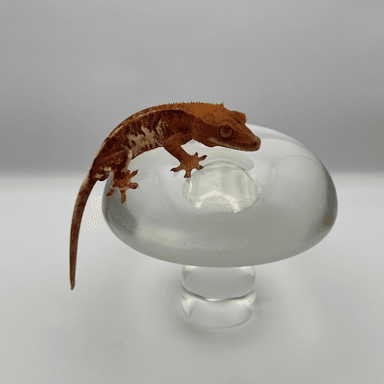 G.O.LAB.の画像3