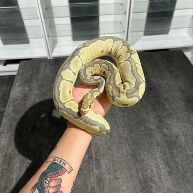 DEU Reptilesの画像1