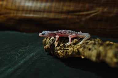 横浜の爬虫類専門店アクアマイティーの画像1