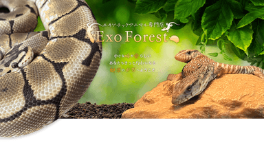 Exo Forestの画像3