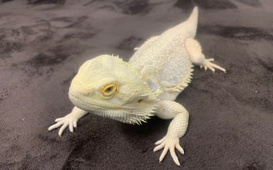 CoCo Colorsの画像2