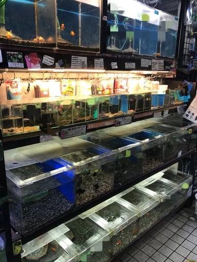 中村観魚園の画像2