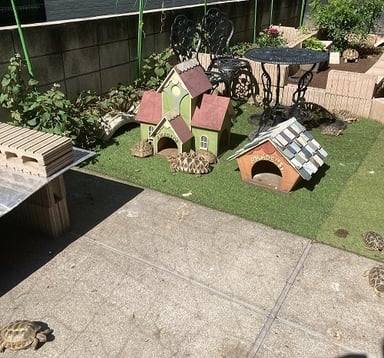 AMADEUS -Tortoise Farm &Shop-の画像2