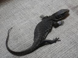 Reptile & Cafe Jalan-Jalanの画像3