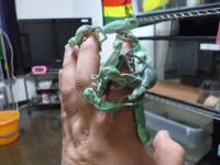 Reptiles breebing ground 持ち腹屋の画像3