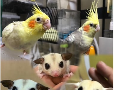 夢モモンガの画像2