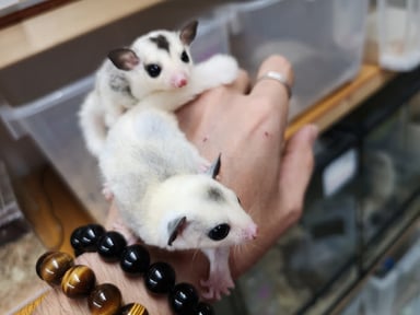 Cherie U+ シェリーユーの画像2