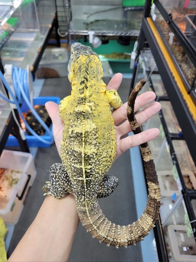 LOJの画像3