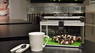 ヘビカフェ -cafe&snake- 東京スネークセンターの画像2