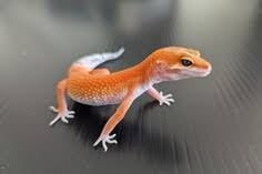 Amazing Reptileの画像2