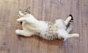 アニマルカフェ 猫の王様の画像3