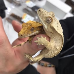 やもり館の画像1
