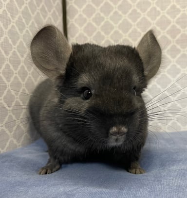 ちらハウスの画像2