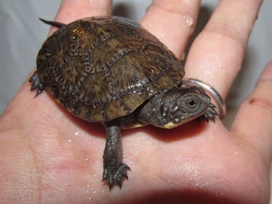 Herptile Lovers(ハープタイル ラバーズ)の画像3