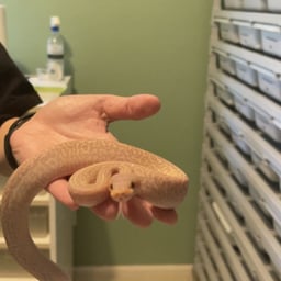 DEU Reptilesの画像2