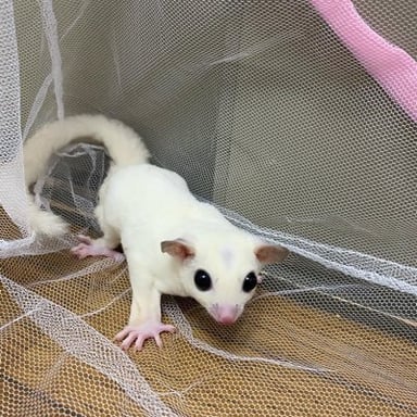 廣島毒蜥蜴の画像2