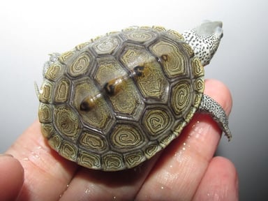 Herptile Lovers(ハープタイル ラバーズ)の画像2