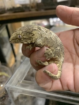 ペッコヤプラスの画像2