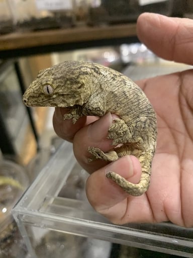 ペッコヤプラスの画像2