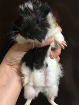 chunky farmの画像2