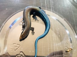 サウスファームの画像3