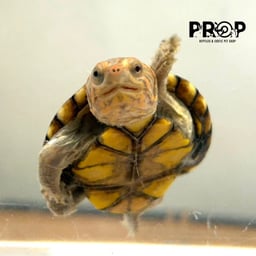 ペットショップPROPの画像1