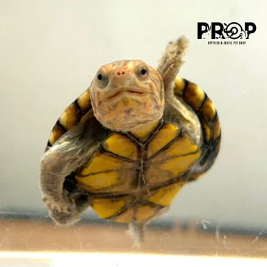 ペットショップPROPの画像1