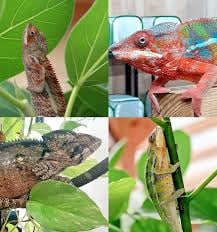 カメレオン専門店 Forest Colorsの画像2