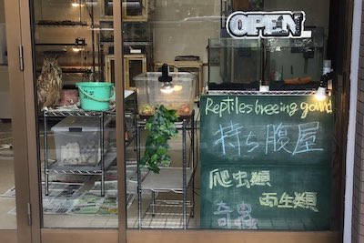 Reptiles breebing ground 持ち腹屋