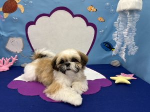 ペットプラザ・ノアズアーク箕面店