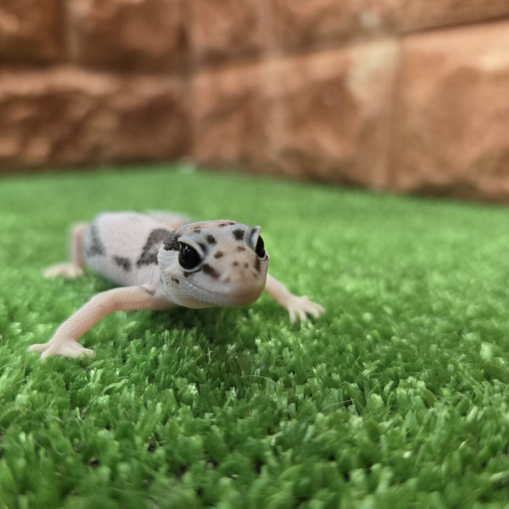 ペットプラザ箕面今宮店