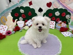 ペットプラザ・ノアズアーク箕面店