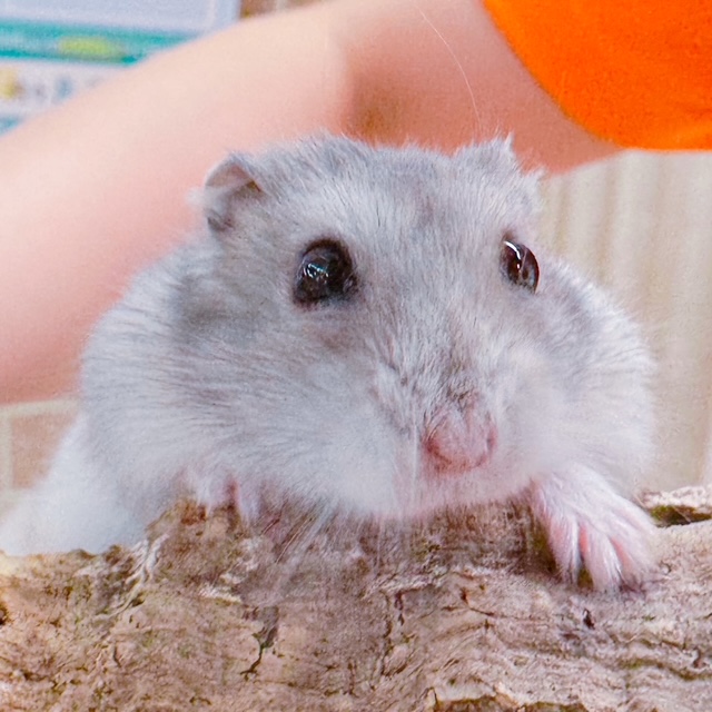 ペットプラザりんくう羽倉崎店