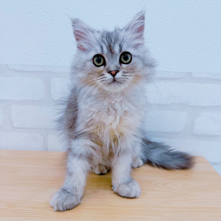 ペットプラザりんくう羽倉崎店