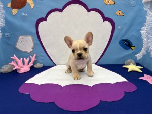 ペットプラザ・ノアズアーク箕面店