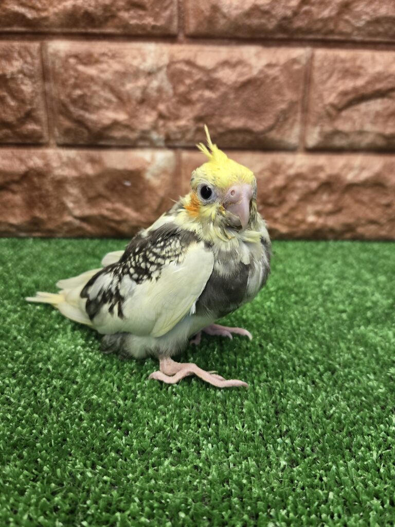 ペットプラザ箕面今宮店