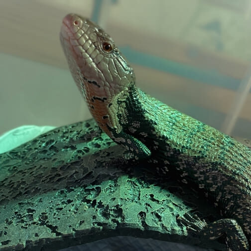 アオジタトカゲ