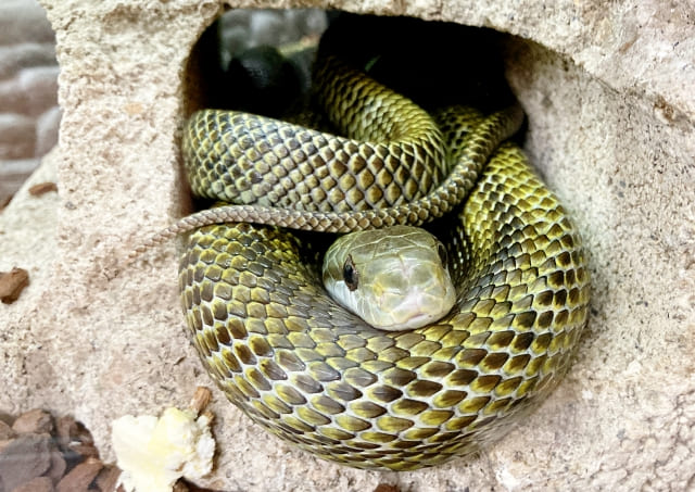 アオダイショウ