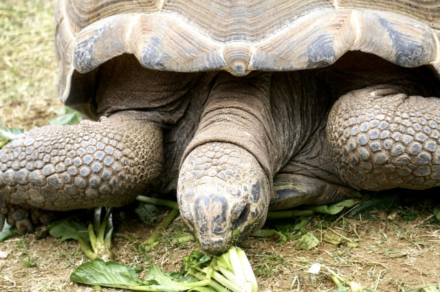 アルダブラゾウガメ