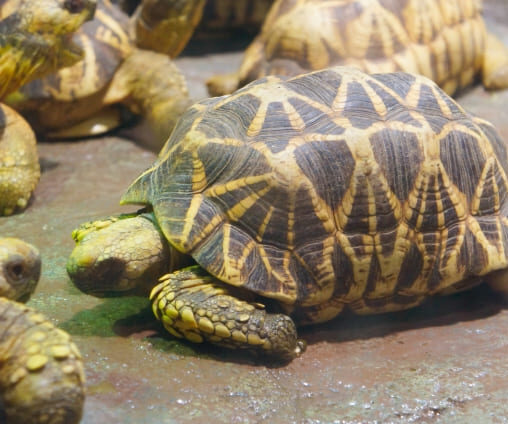 インドホシガメ