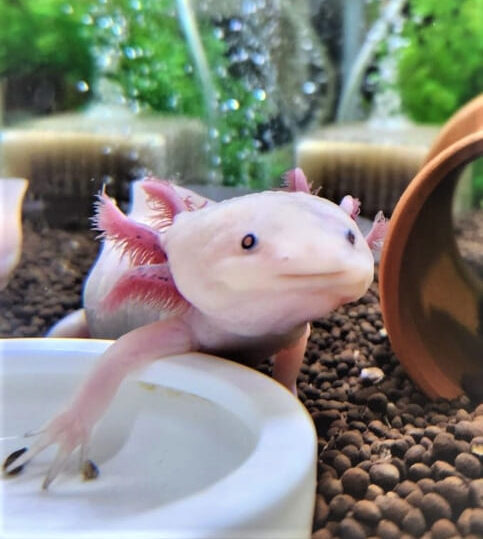 ウーパールーパー