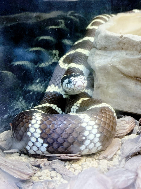 カリフォルニアキングスネーク