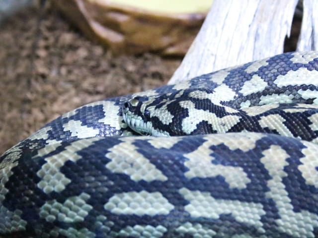 カーペットパイソン