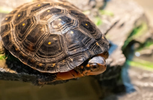 キボシイシガメ