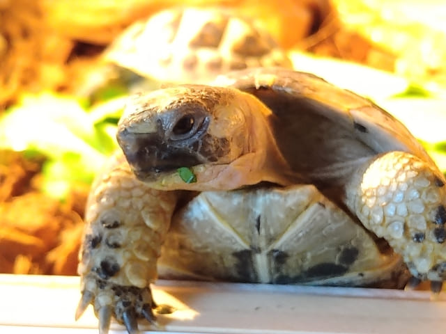 ギリシャリクガメ