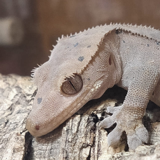 クレステッドゲッコー