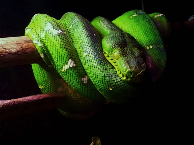 グリーンパイソン