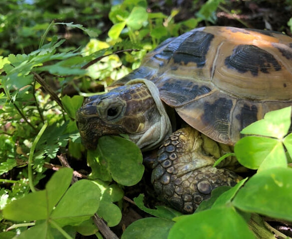 ケヅメリクガメ